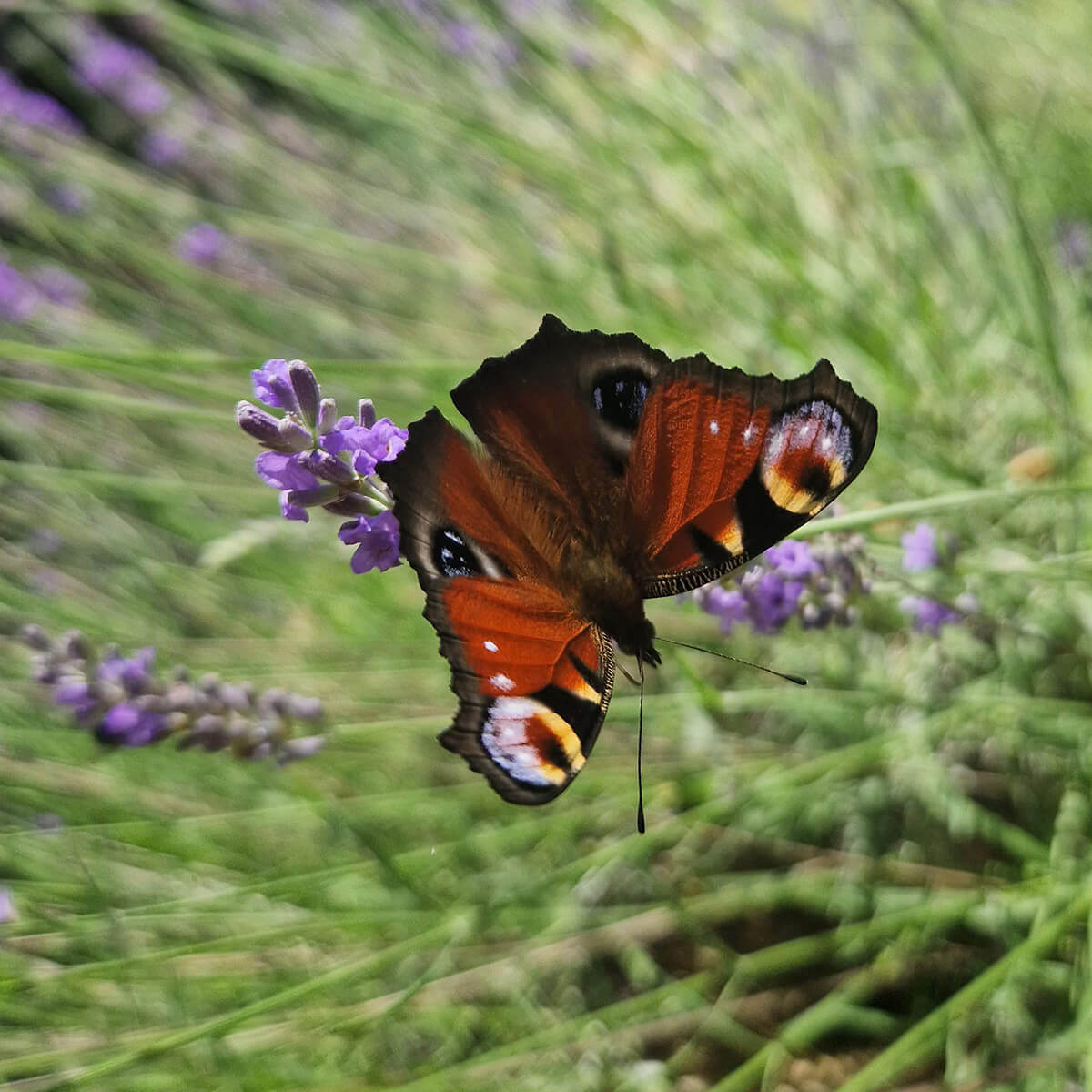 pod-pfauenauge-auf-lavendel-square