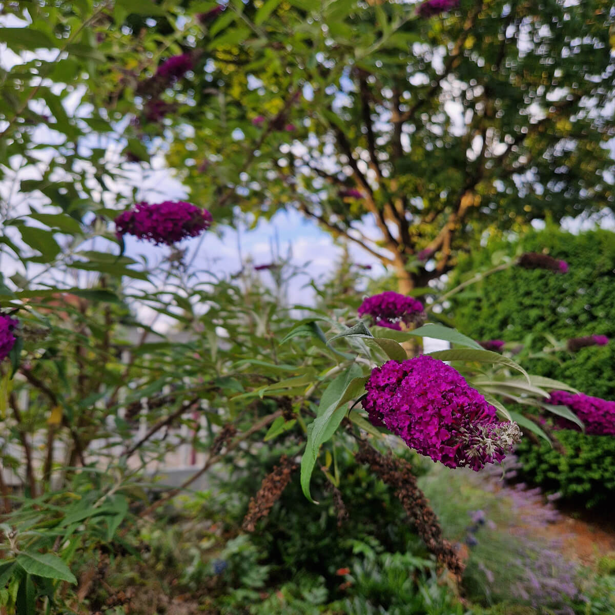 pod-sommerflieder-square